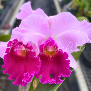 Cattleya Melody Fair-Bonanza Queen — Palmer Orchids